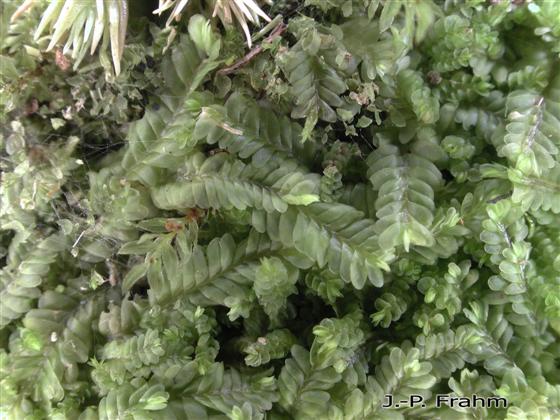 Saccogyna viticulosa (L.) Dumort.